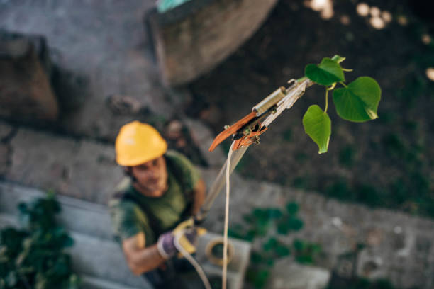 How Our Tree Care Process Works  in Foster City, CA